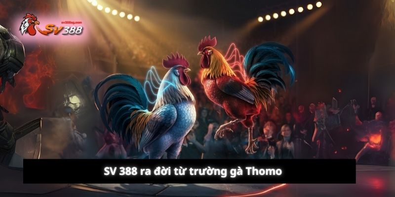 SV388 ra đời từ đấu trường gà Thomo